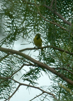 620cooks 068orchardOriole2.jpg