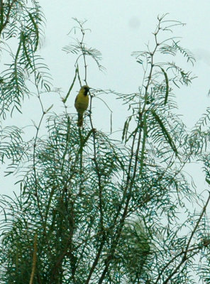 621cooks 003orchardOriole.jpg