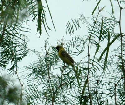 621cooks 006orchardOriole.jpg
