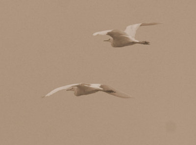 621cooks 013greatEgret.jpg