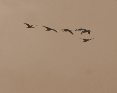 621cooks 024blackbelliedwhistlingducks.jpg