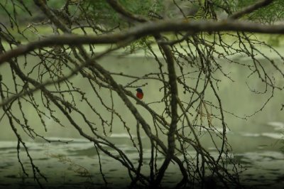 621cooks 025paintedbunting.jpg