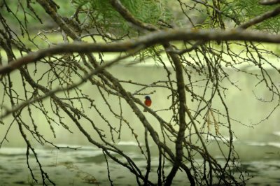 621cooks 027paintedbunting.jpg