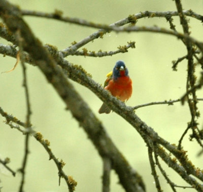 621cooks 030paintedBunting.jpg