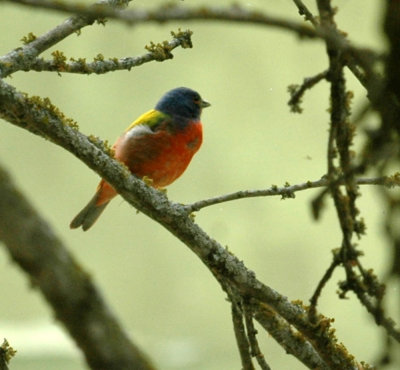 621cooks 032paintedBunting.jpg