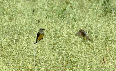 621cooks 033westernKingbirdLarkSparrow.jpg