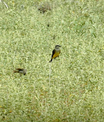 621cooks 034westernkingbird.jpg