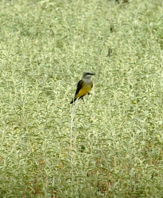 621cooks 035westernKingbird.jpg