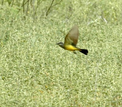 621cooks 036westernKingbird.jpg