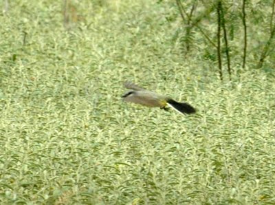621cooks 037westernKingbird.jpg
