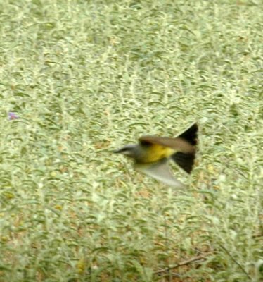 621cooks 039westernKingbird.jpg