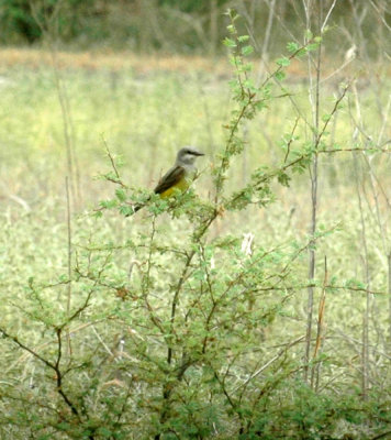 621cooks 040westernKingbird.jpg