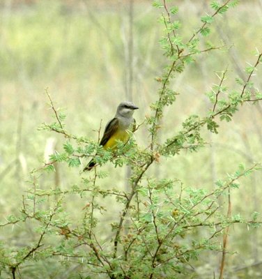 621cooks 042westernKingbird.jpg