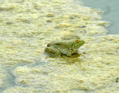 621cooks 046froggy.jpg