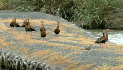 621cooks 047blackbelliedwhistlingducksMourningDove.jpg