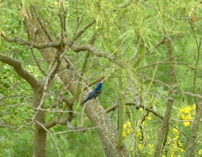 621cooks 048bluegrosbeak.jpg