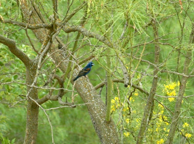 621cooks 049bluegrosbeak.jpg