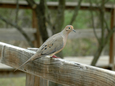 623cooks 002mourningdove.jpg