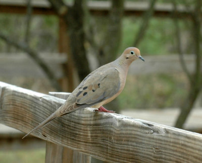 623cooks 003mourningdove.jpg