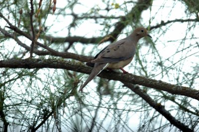 623cooks 004mourningdove.jpg