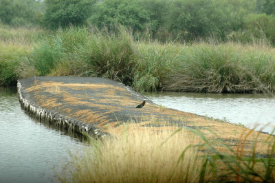 623cooks 006greenheron.jpg