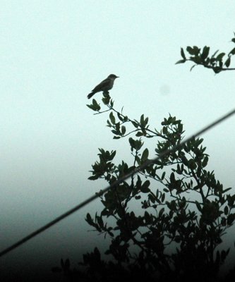 623cooks 008kingbird.jpg