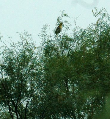 623cooks 012oriole.jpg