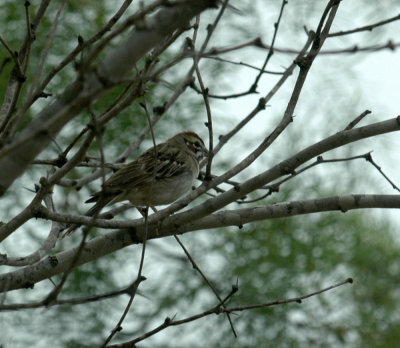623cooks 022larksparrow.jpg