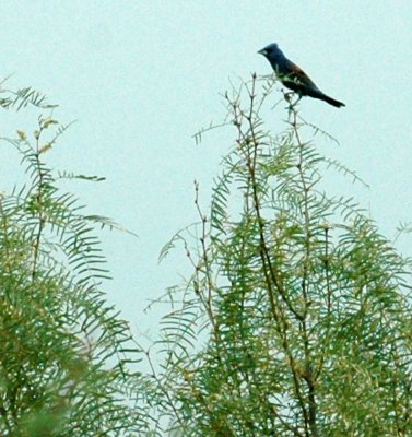 623cooks 023bluegrosbeak.jpg