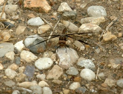 623cooks 026commonwhitetailfemale.jpg