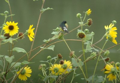 623cooks 027lessergoldfinch.jpg
