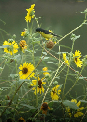 623cooks 029lessergoldfinch.jpg