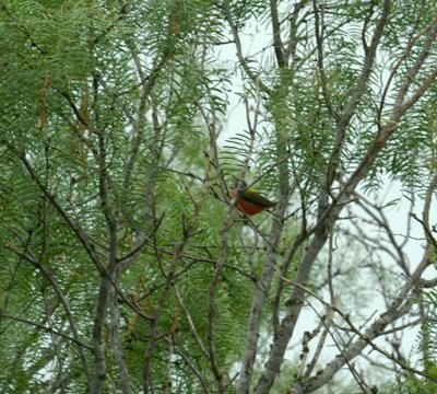 623cooks 033paintedbunting.jpg