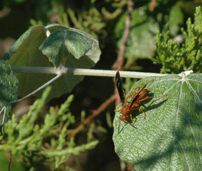 624NABAboerne 018wasp.jpg