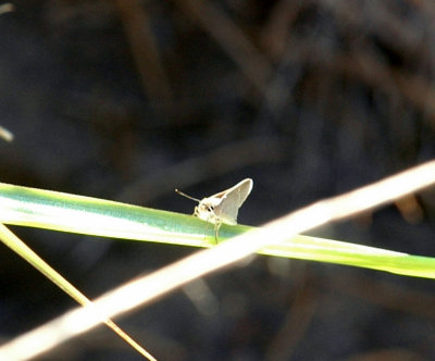624NABAboerne 021eufala.jpg