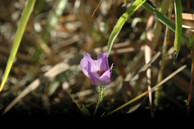 624NABAboerne 027cibolo.jpg