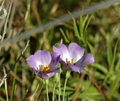 624NABAboerne 032texasbluebells.jpg