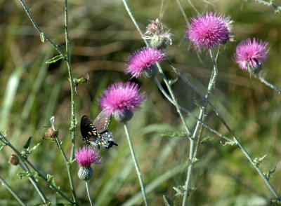 624NABAboerne 037pipevinethistle.jpg