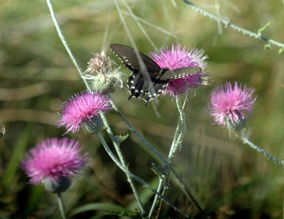 624NABAboerne 041pipevineSthistle.jpg
