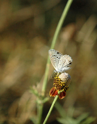 624NABAboerne 055riekertsBlueMexicanHat.jpg