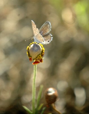 624NABAboerne 057riekertsblue.jpg
