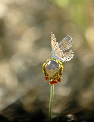 624NABAboerne 058riekertsblue.jpg