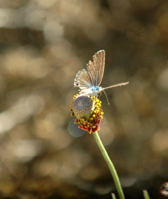 624NABAboerne 060riekirtsblue.jpg