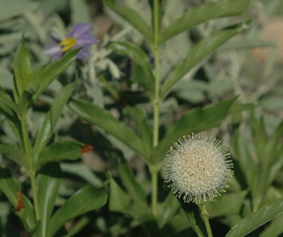 624NABAboerne 062buttonbush.jpg