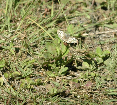 624NABAboerne 065commoncheckeredskipper.jpg