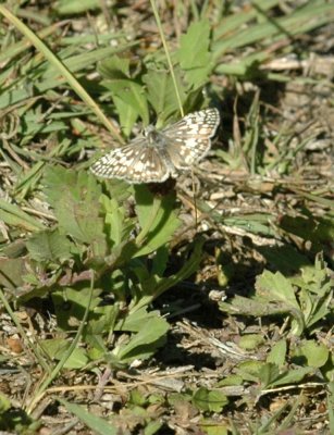 624NABAboerne 066commoncheckeredskipper.jpg