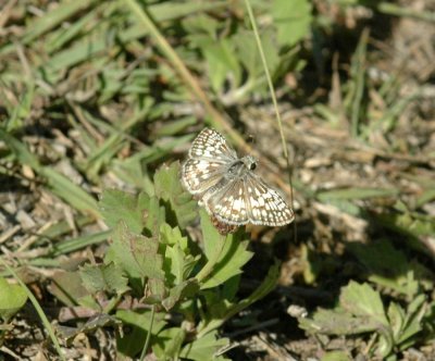 624NABAboerne 067commoncheckeredskipper.jpg
