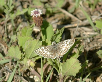 624NABAboerne 068commoncheckeredskipperfrogfruietzzzzzzz.jpg
