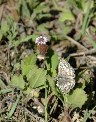 624NABAboerne 069commoncheckeredskipperfrogfruit.jpg