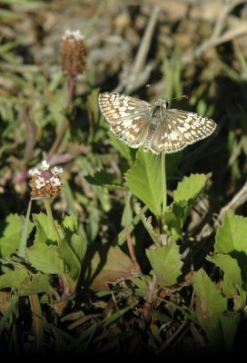624NABAboerne 073commoncheckeredskipperfrogfruit.jpg